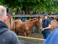 KS300622-39 - Cupboard Love & foal by Territories